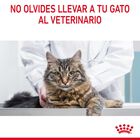 Royal Canin Digestive Sensitive sobre para gatos, , large image number null